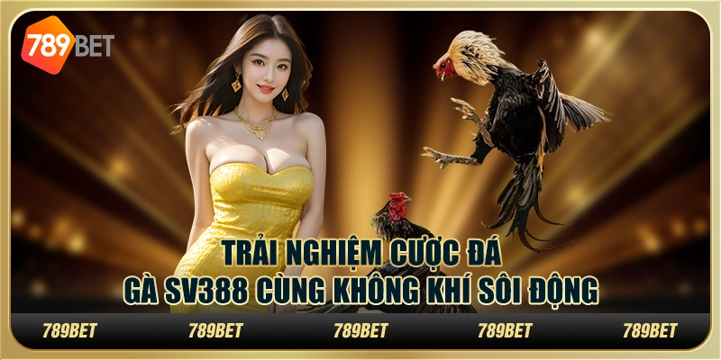 Trải Nghiệm Cược Đá Gà Sv388 Cùng Không Khí Sôi Động