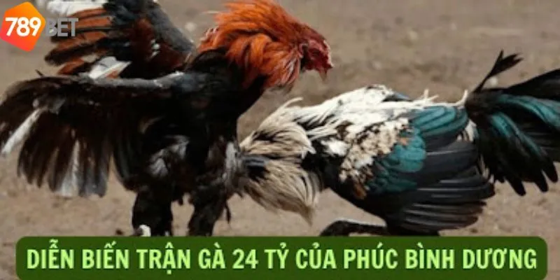 Trận Đá Gà 24 Tỷ - Trận Đá Gà Khủng Nhất Trong Sới Gà 3 Hậu trường xoay quanh trận đá gà 24 tỷ