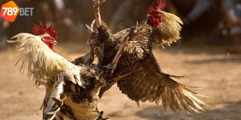 Trận Đá Gà 24 Tỷ - Trận Đá Gà Khủng Nhất Trong Sới Gà 4 Kết quả cuối cùng trong trận đá gà 24 tỷ