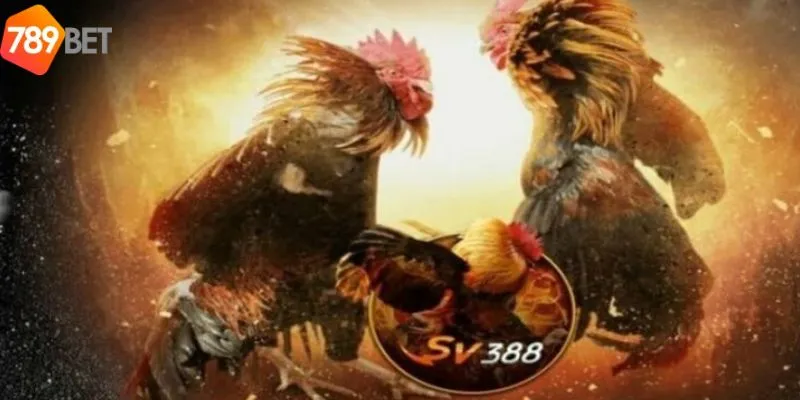 Một số loại hình đá gà SV388 phổ biến