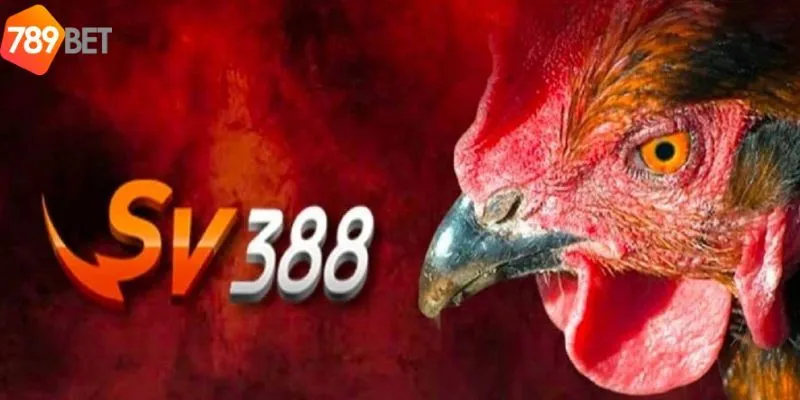 Bạn nên tìm hiểu kỹ về từng con gà trước khi đặt cược