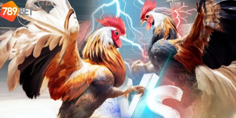 Tham Gia Đá Gà Trực Tiếp Vô Cùng Hot Của Nhà Cái 789bet 2 Cung cấp đa dạng các loại hình đá gà trực tiếp