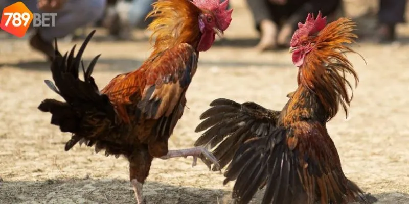 Tham Gia Đá Gà Trực Tiếp Vô Cùng Hot Của Nhà Cái 789bet 3 Một số tips để giúp bạn đặt cược thông minh