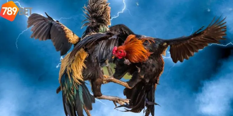 Những loại hình tham gia đá gà trực tiếp campuchia