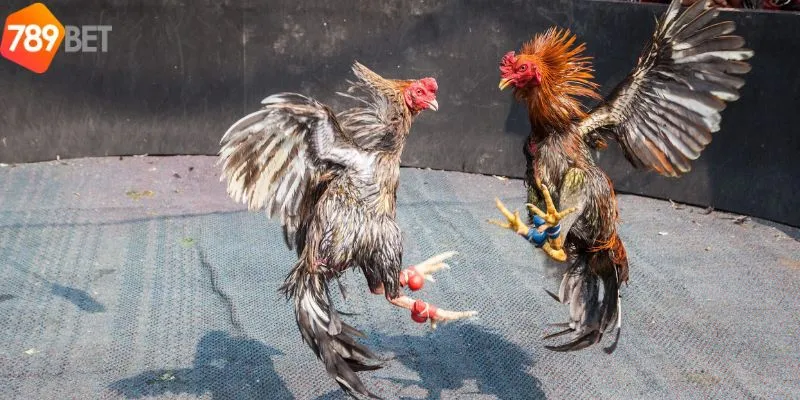 Hướng dẫn cách tham gia đá gà trực tiếp cho tân thủ