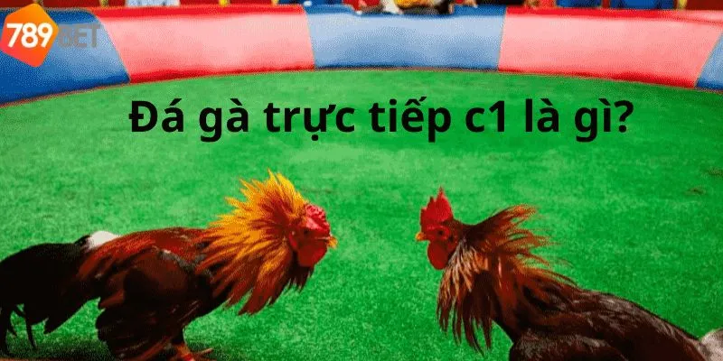 Tổng quan giới thiệu trực tiếp đá gà C1