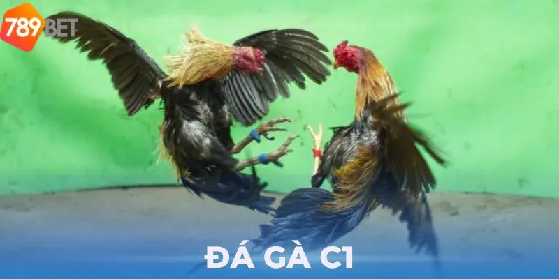 Đa dạng loại cược trực tiếp đá gà C1