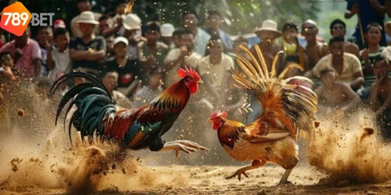 Việc soi kèo đá gà C1 là một yếu tố quan trọng