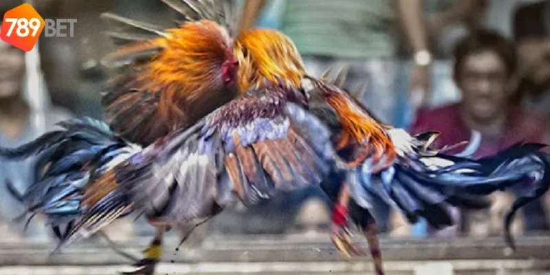 Chi tiết cách  đăng ký và tham gia trực tiếp đá gà cpc3