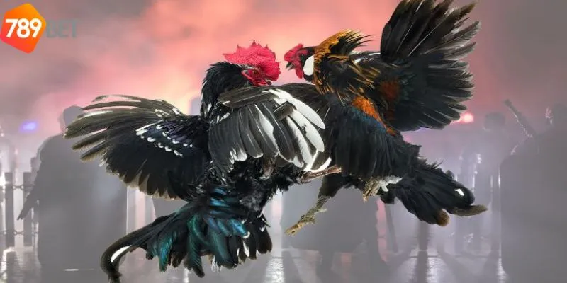 Các lưu ý khi tham gia cược trực tiếp đá gà cpc3