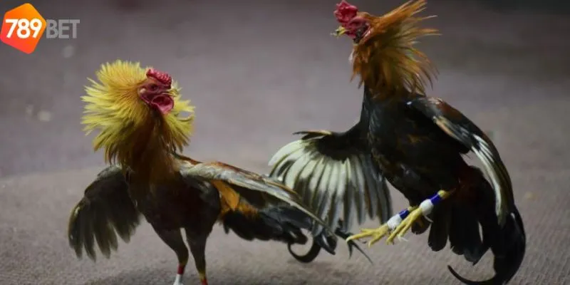 Sự kiện đặc biệt với những màn đối đầu đá gà cpc3 đỉnh cao