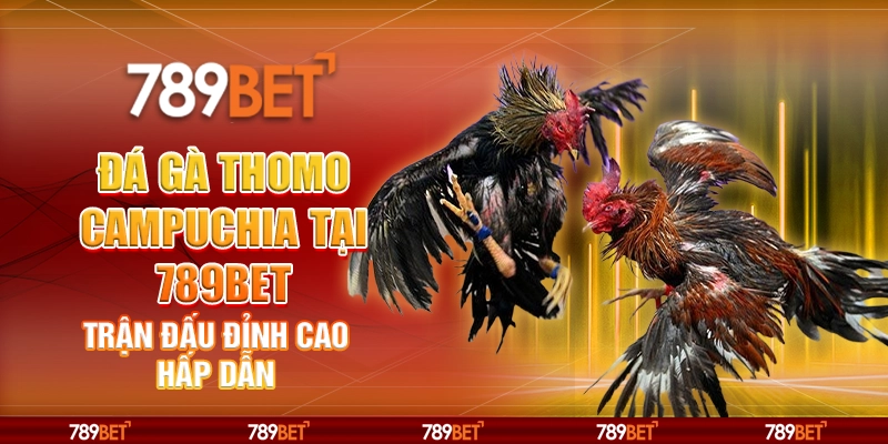 đá gà Thomo Campuchia