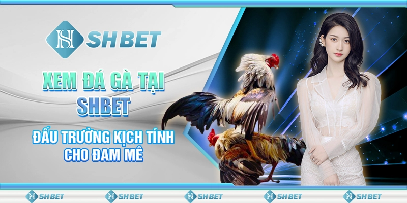 Xem Đá Gà Tại SHBET - Đấu Trường Kịch Tính Cho Đam Mê