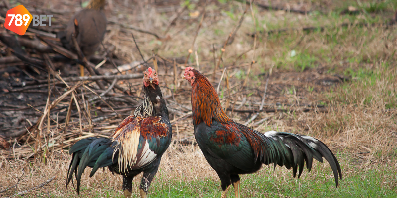 Cá cược đá gà Thomo hôm nay tại 789bet