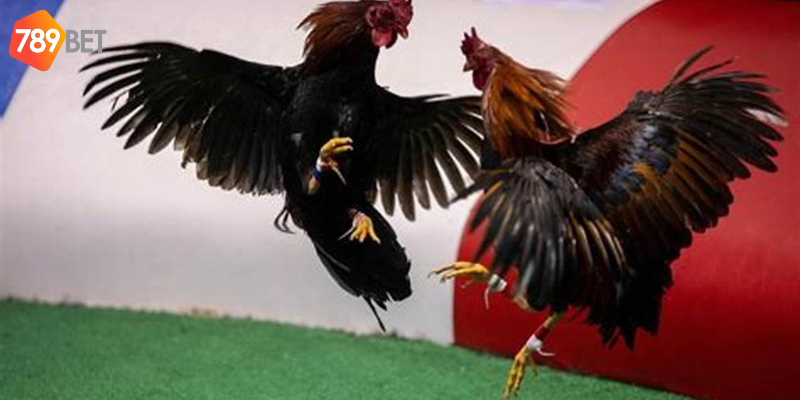 Các loại cược phổ biến và cách tham gia đơn giản