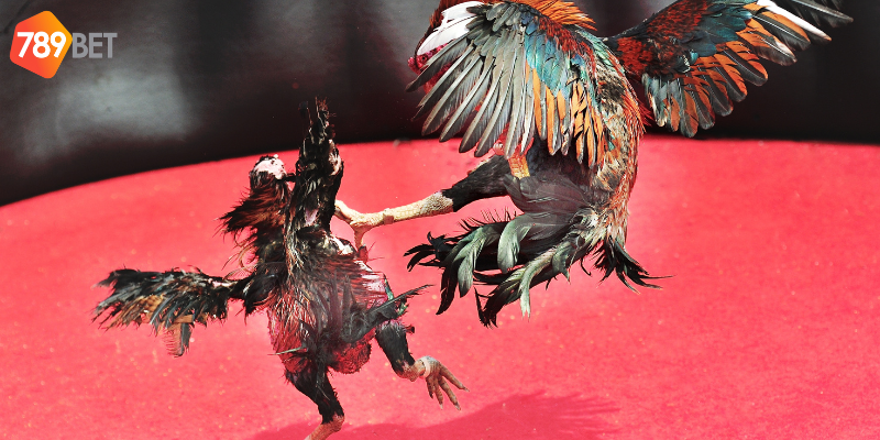 Cập nhật kết quả nhanh chóng mỗi ngày