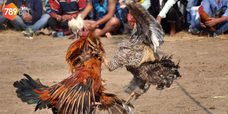 Chọn gà chiến hợp lý giúp bạn thắng lớn