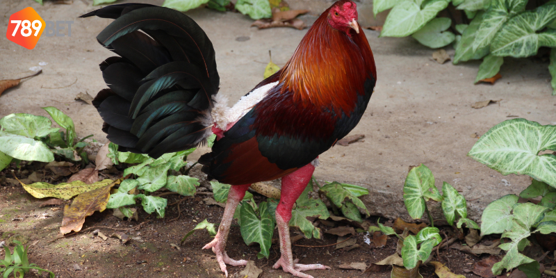 Chọn kèo đơn giản và thắng lớn mỗi ngày