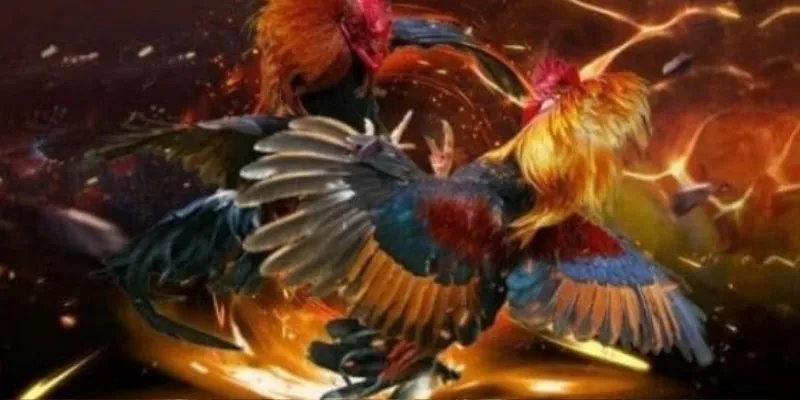 Các lưu ý khi cược đá gà trực tiếp casino