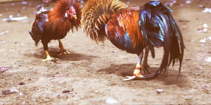 Điểm nổi bật của đá gà UW88 VN tại 789Bet