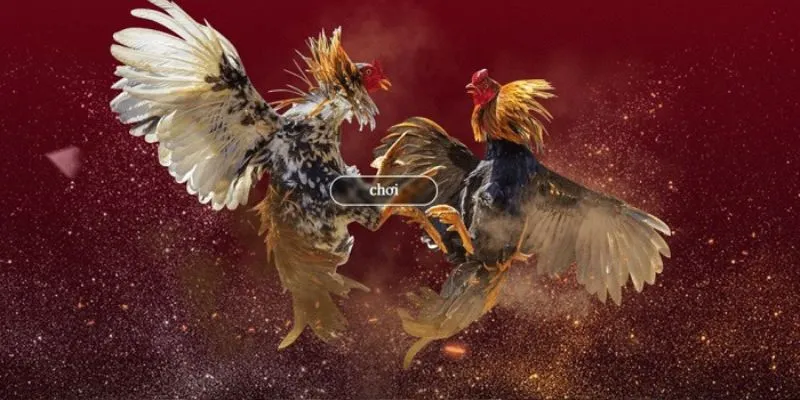 Các loại hình đá gà phổ biến trên đá gà UW88 VN