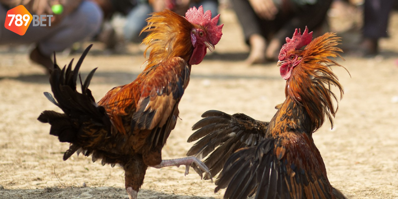 Đặt cược và theo dõi kết quả dễ dàng