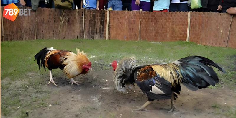 Hiểu các loại cược và phân tích phong độ chiến kê để cá cược hợp lý