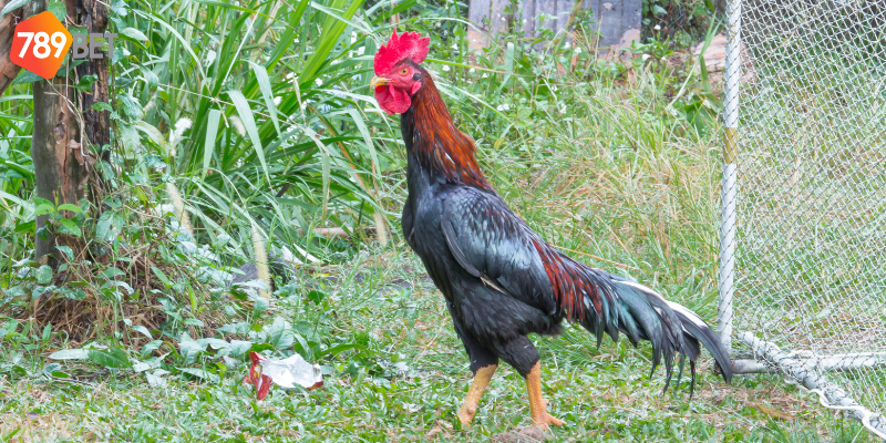 Hình ảnh trực tiếp sắc nét và tỷ lệ cược cao