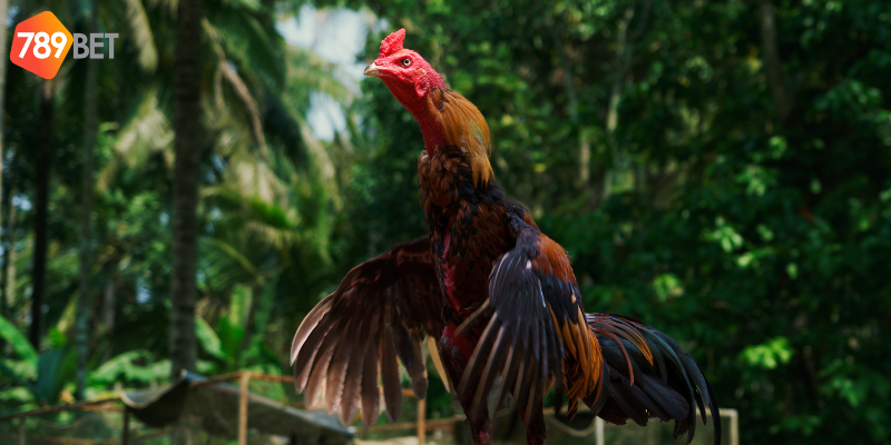 Khám phá sự hấp dẫn của Gà Nòi Thách Đấu tại 789bet