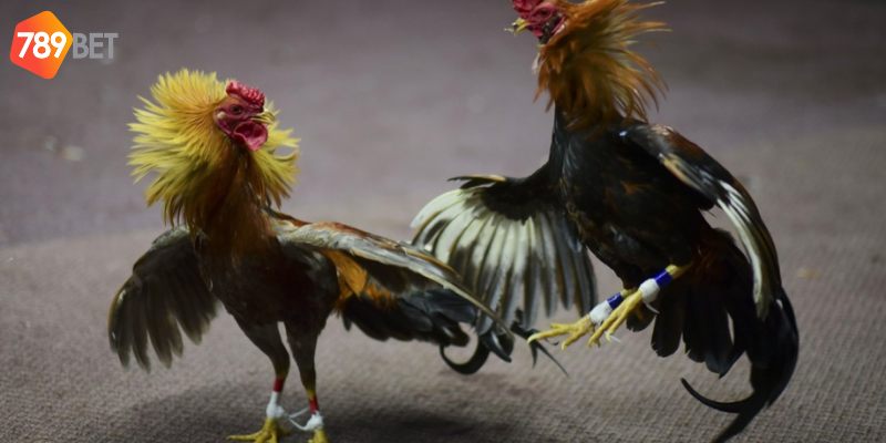 Phân tích phong độ và chọn cược hợp lý