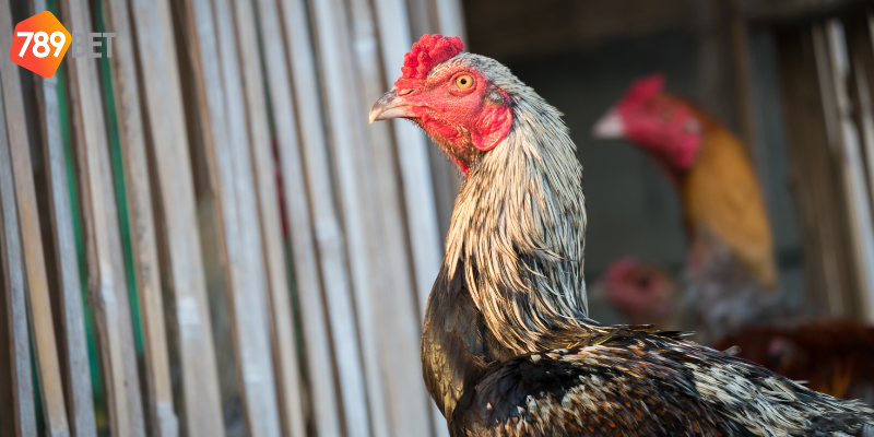 Phân tích trận đấu và cược với nhiều thể loại hấp dẫn