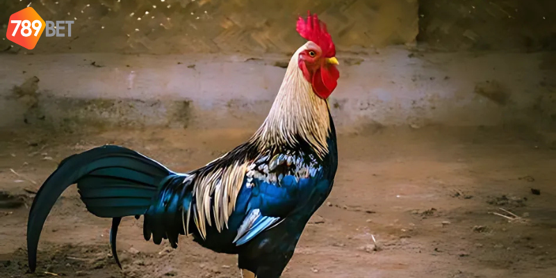 Quy trình đặt cược giúp bạn tham gia dễ dàng