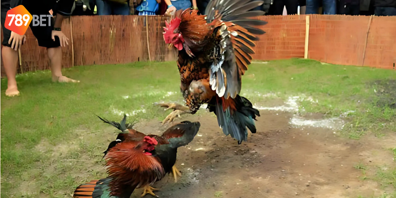 Tham gia cá cược đá gà Thomo hôm nay tại 789bet