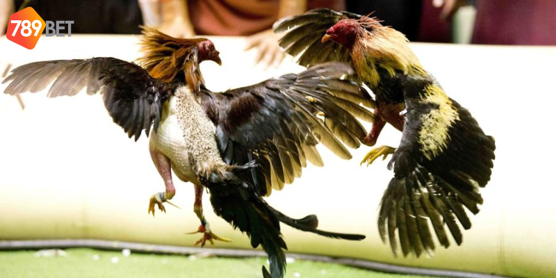 Tham gia cá cược gà chọi huyền thoại tại 789bet