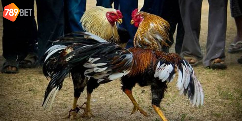 Tham gia cược đá gà cựa sắt tại 789bet