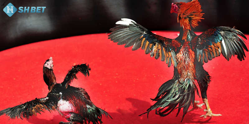 Tham gia cược Đá Gà Philippines tại ShBET