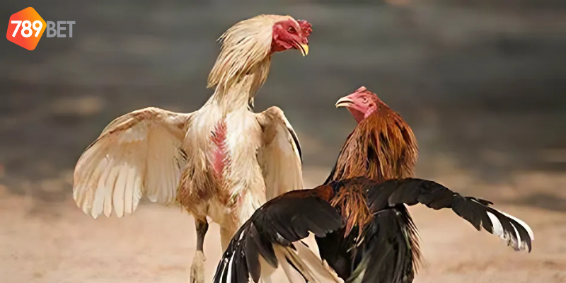 Tham gia đá gà trực tuyến tại 789bet