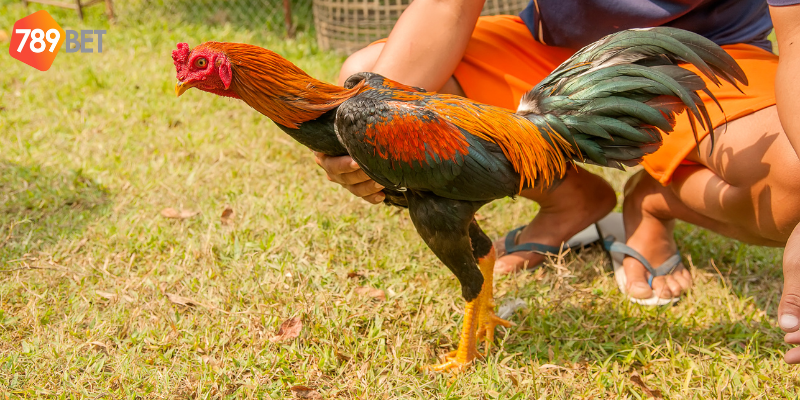 Tham gia nhanh chóng và thắng lớn mỗi trận đấu