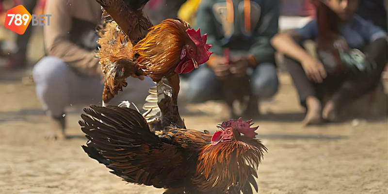 Tham gia nhanh chóng với lịch thi đấu và hướng dẫn cược từ nhà cái