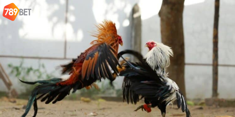 Tìm hiểu các loại cược trước khi tham gia