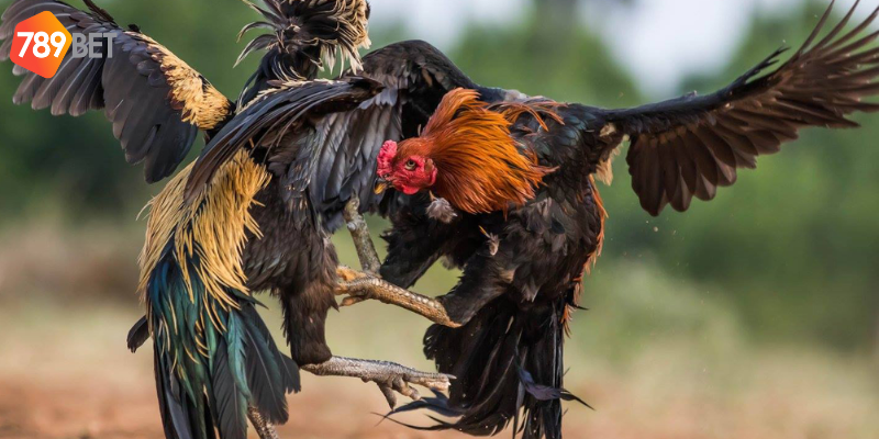 Trực tiếp đá gà Thomo 789bet sức hấp dẫn từ những trận đấu