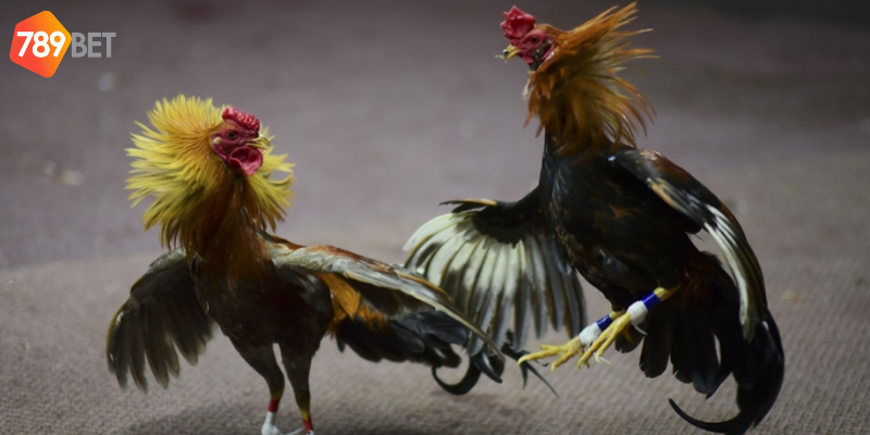 Xem đá gà trực tiếp tại 789bet