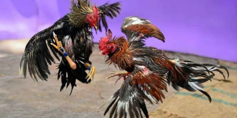 Cập nhật ưu điểm khi tham gia xem đá gà 