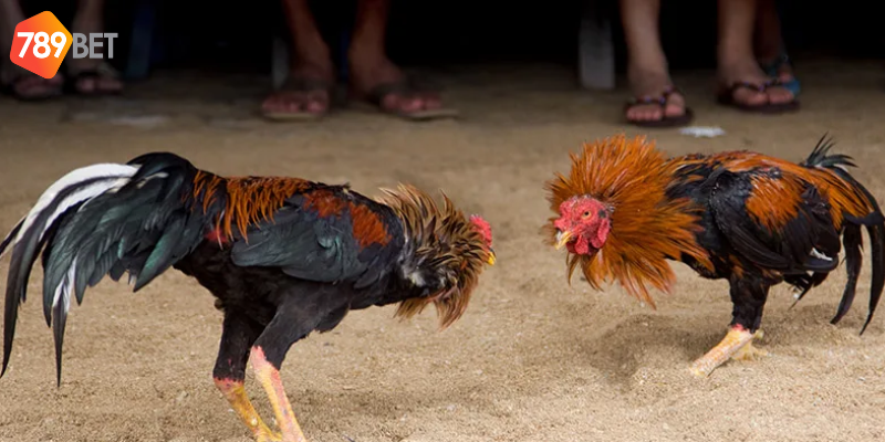 Xem trực tiếp những trận đấu hấp dẫn