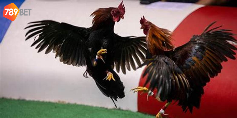 Xem trực tiếp và tham gia cược nhanh chóng