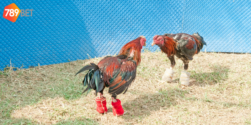 Chọn trận đấu phù hợp và theo dõi thông tin