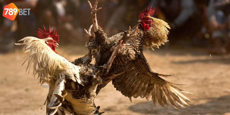 Chọn trận đấu và cược hợp lý