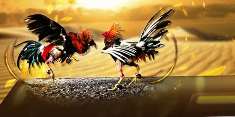 Những thuật ngữ khi chơi đá gà cần nắm