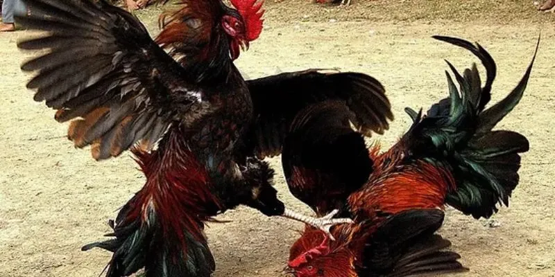 Khám phá đá gà cựa sắt thomo