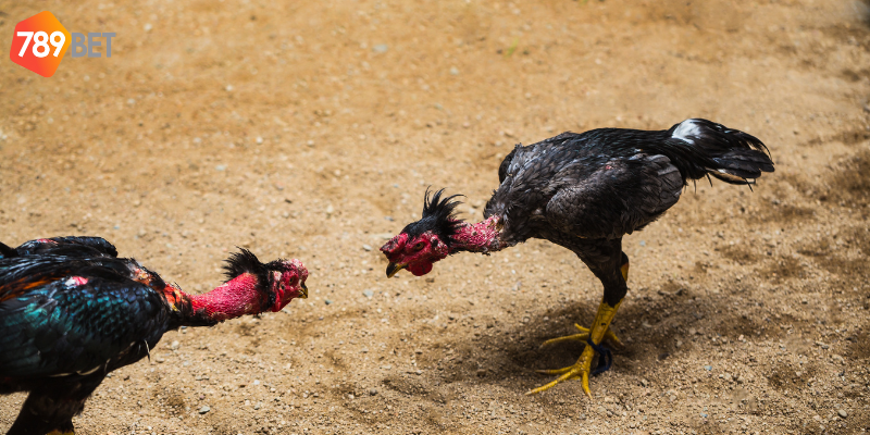 Khám phá gà chiến thắng nhanh tại nhà cái